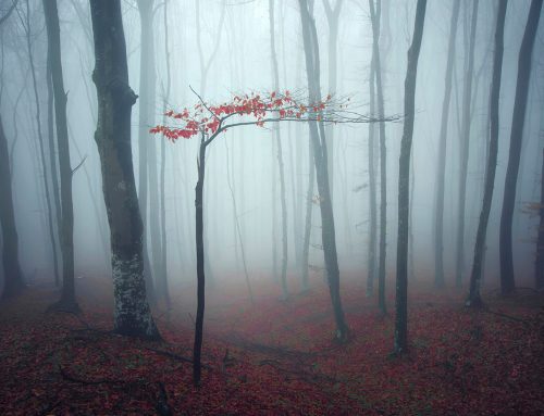 La emoción y sus componentes
